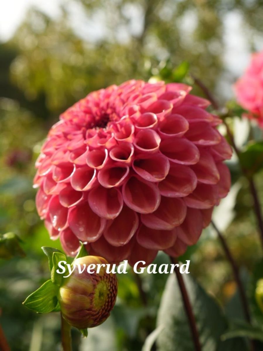 Dahlia Ariston 
