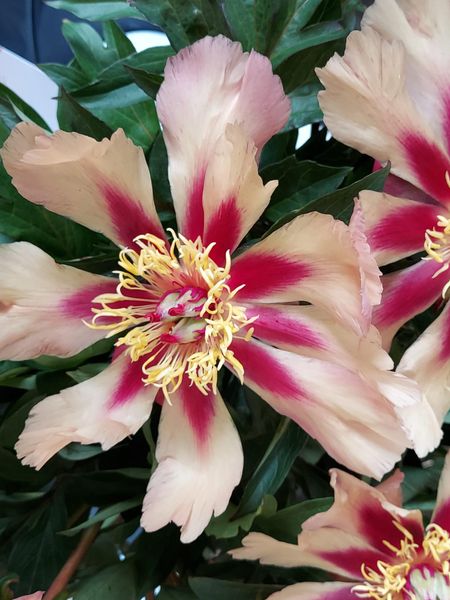 Hovedbilde Paeonia Itoh Court Jester Nyhet