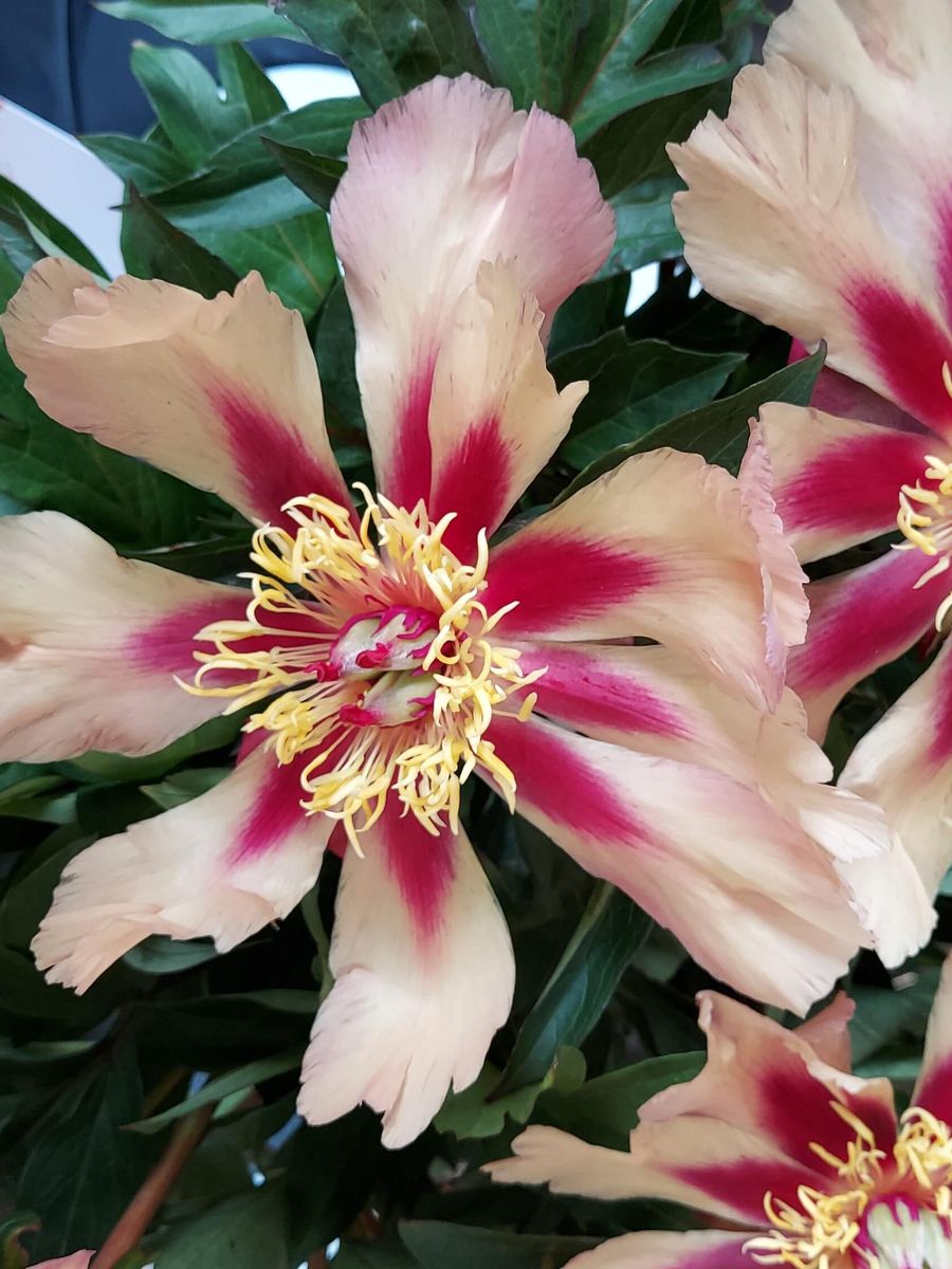 Paeonia Itoh Court Jester Nyhet