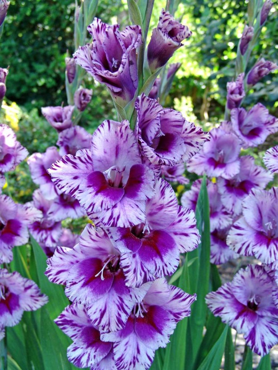 Gladiolus Passos 8 stykk Nyhet