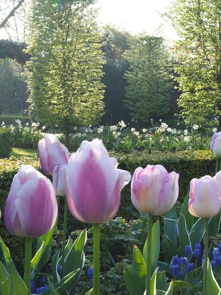 Hovedbilde Tulipan Ollioules 10 stk Nyhet