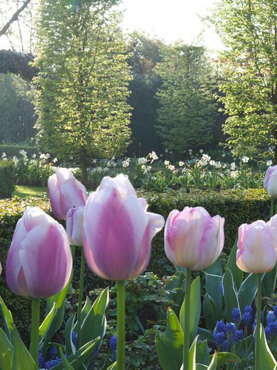 Tulipan Ollioules 10 stk Nyhet