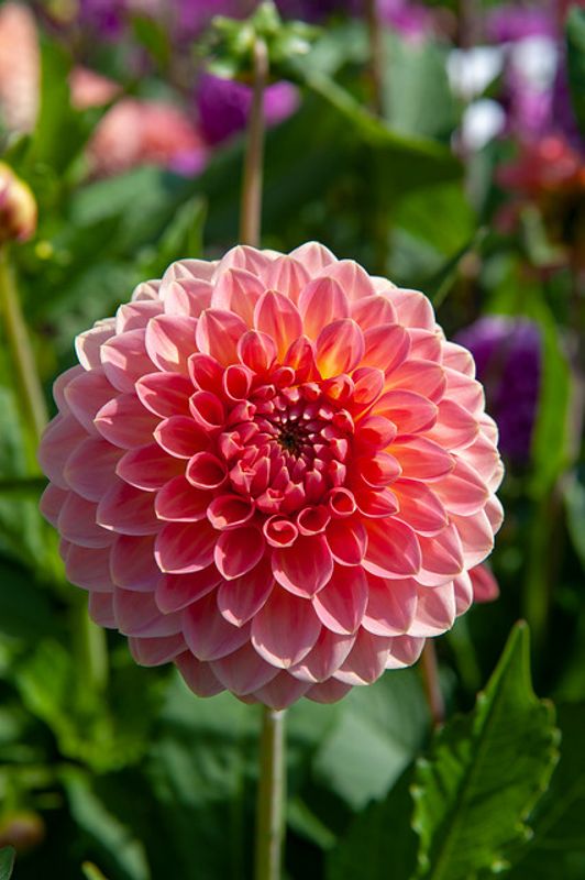 Dahlia Hillcrest Suffusion 