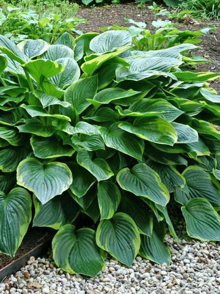 Hovedbilde Hosta Aureomarginata 1 stykk Nyhet