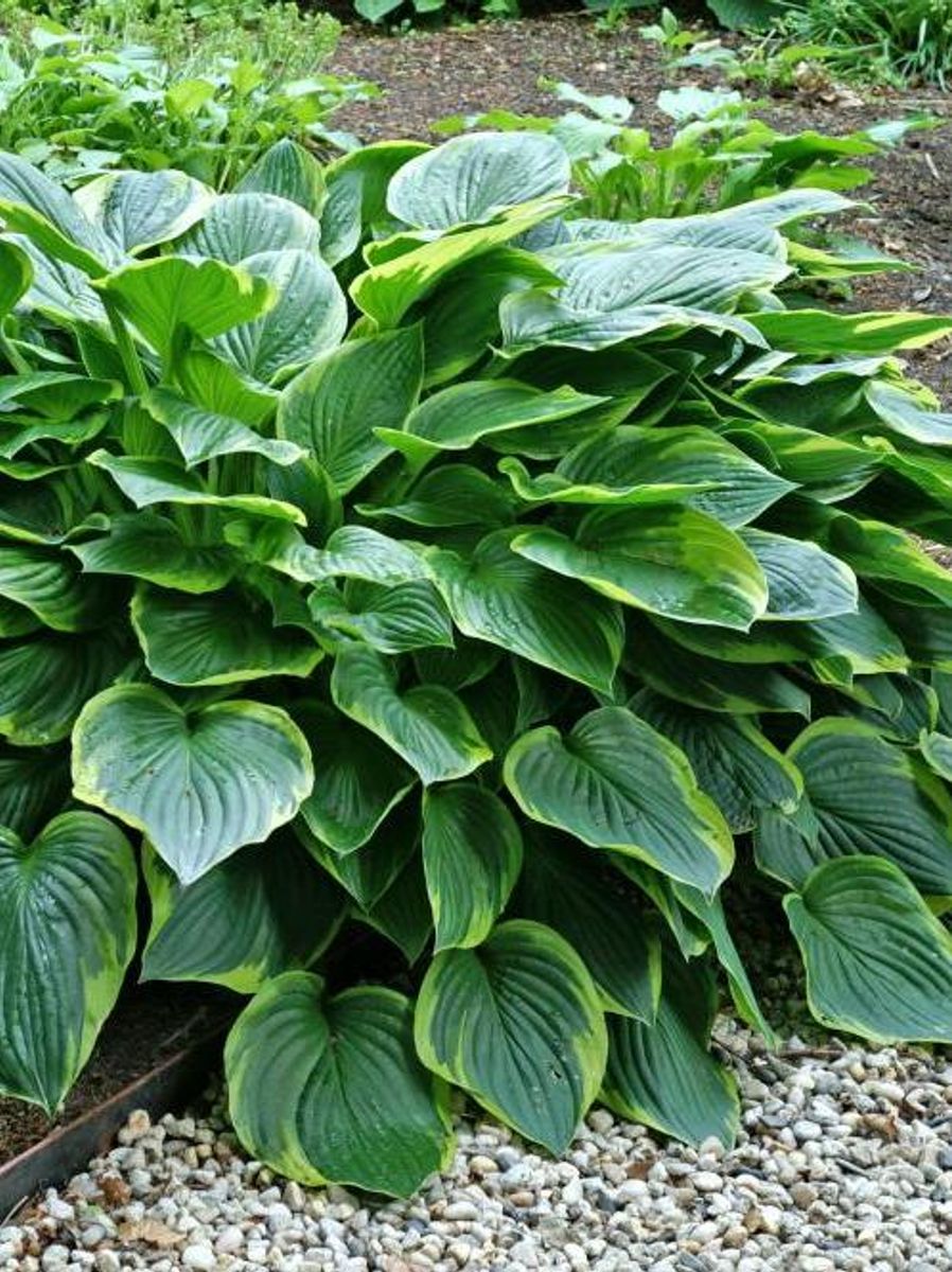 Hosta Aureomarginata 1 stykk Nyhet