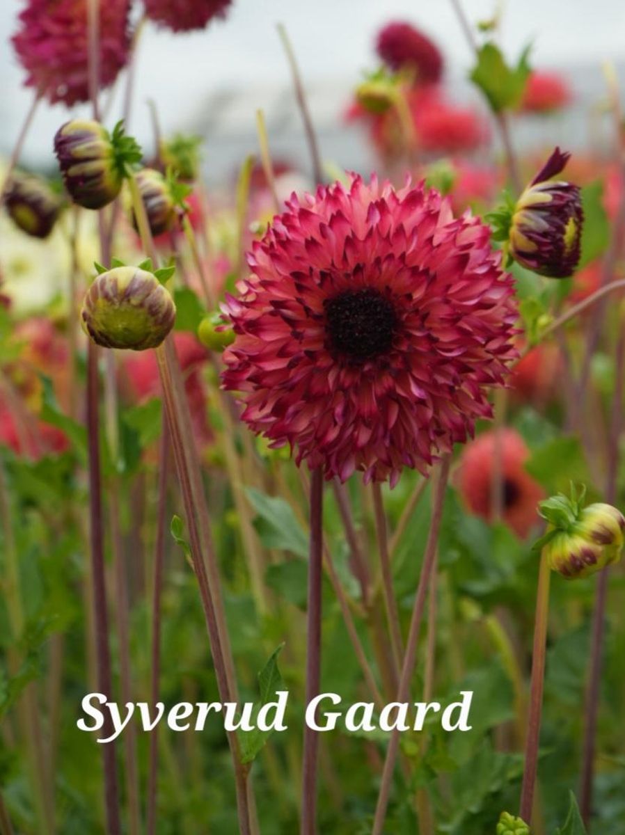 Dahlia Aiyana Nyhet 2026