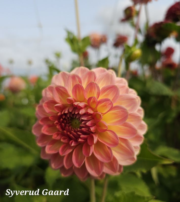 Dahlia Hillcrest Suffusion 