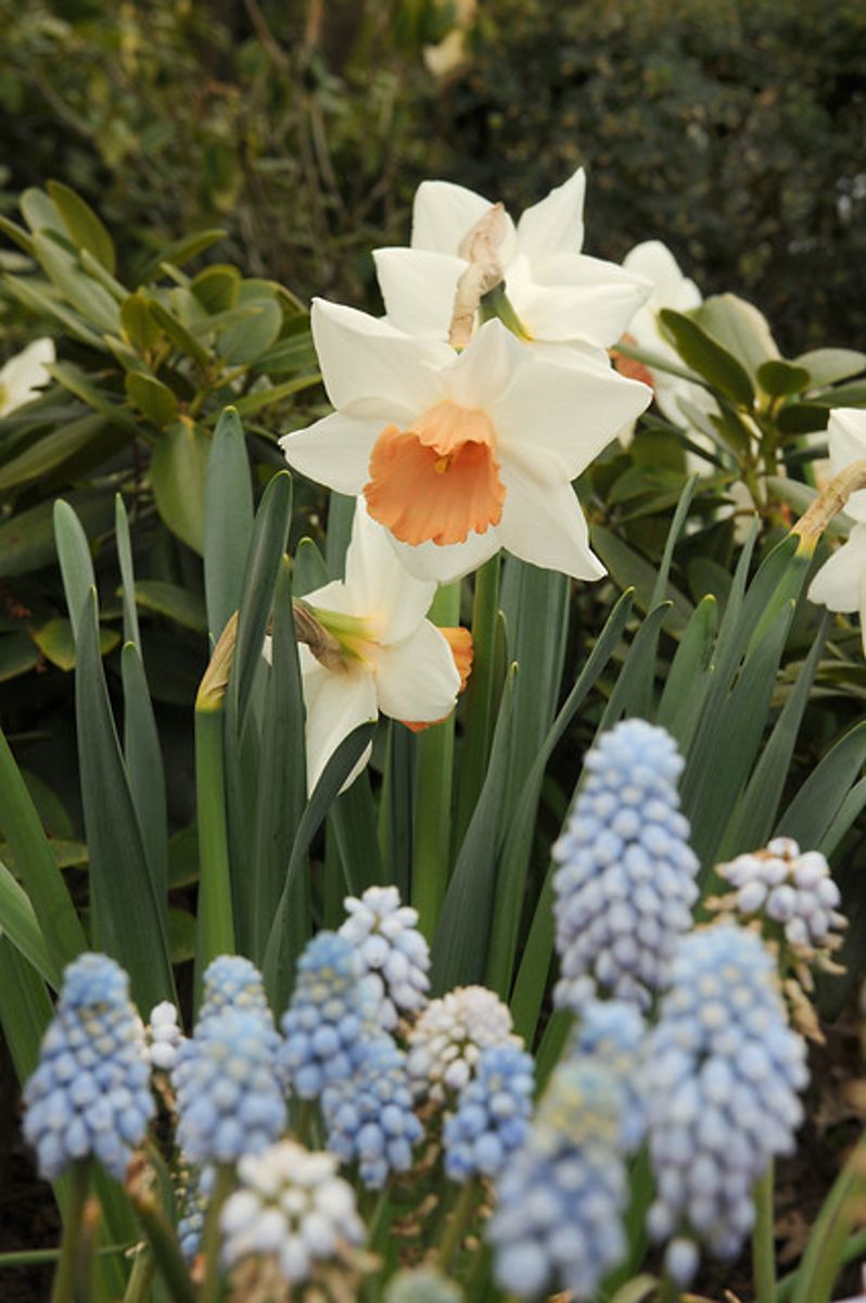 Muscari Valerie Finnis 10 stykk 