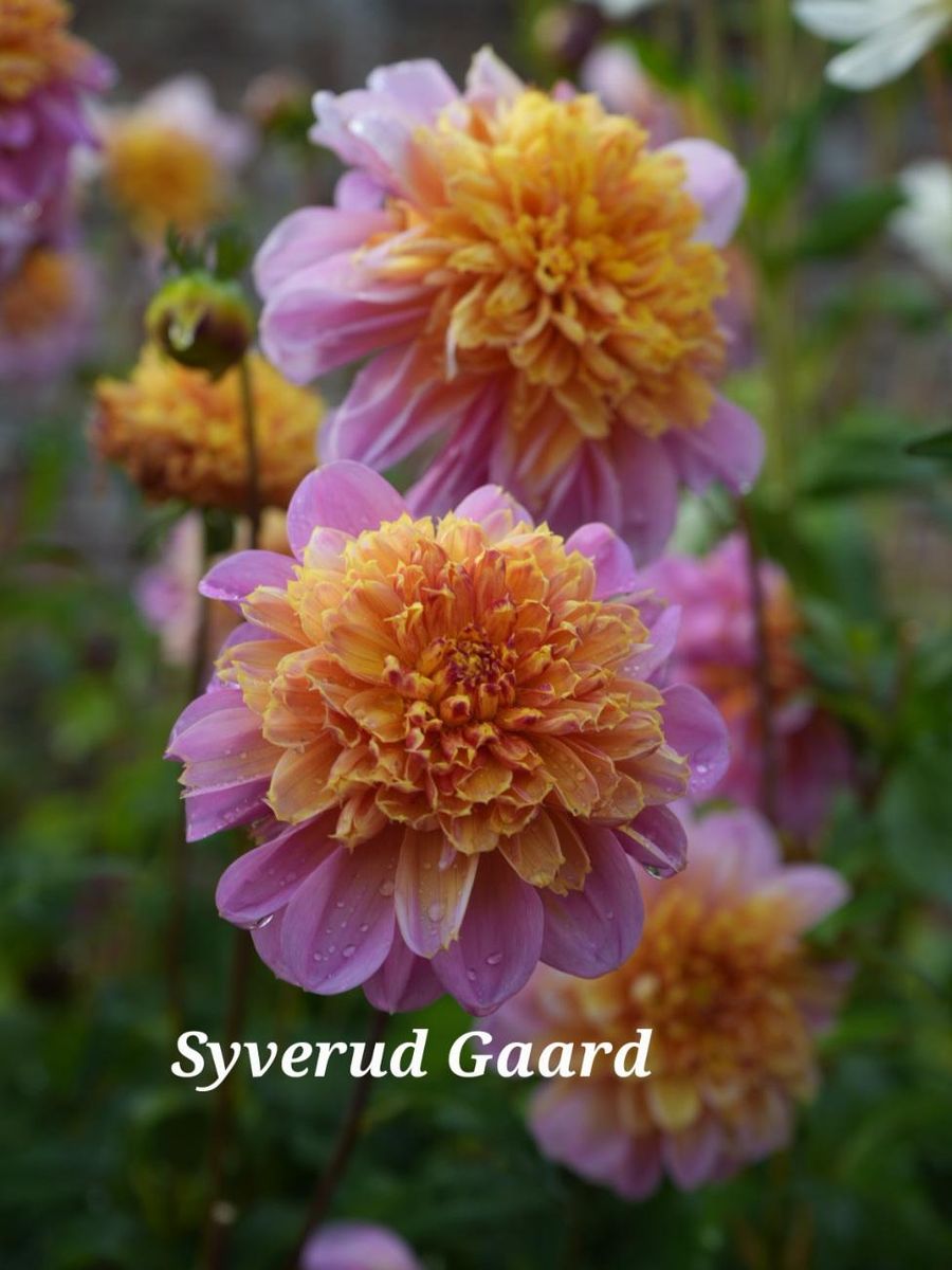 Dahlia Life Style