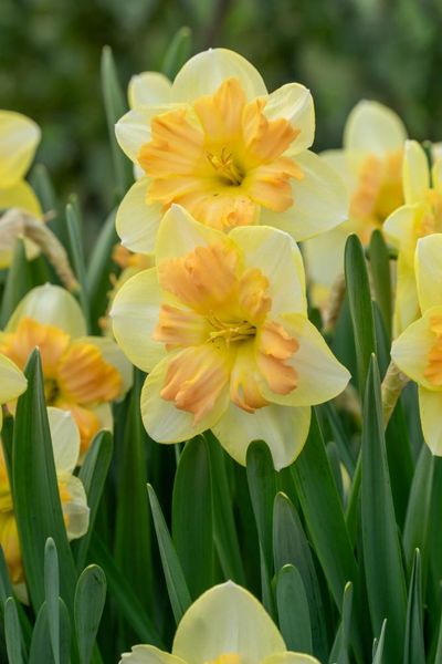 Hovedbilde Narcissus  Peachy Dream 5 stykk Nyhet