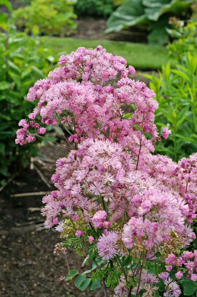 Thalictrum Aquilegifolium 1 stykk 