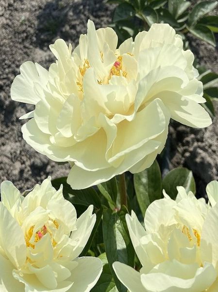 Hovedbilde Paeonia Early Sensation Nyhet