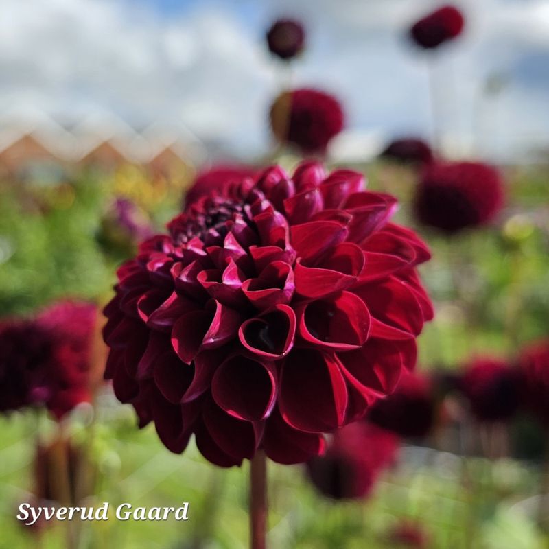 Dahlia Natal 