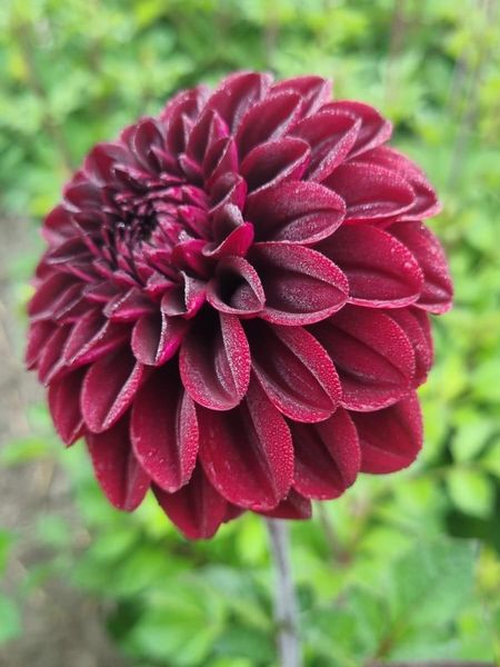 Hovedbilde Dahlia Isa's Darkness Nyhet 2026