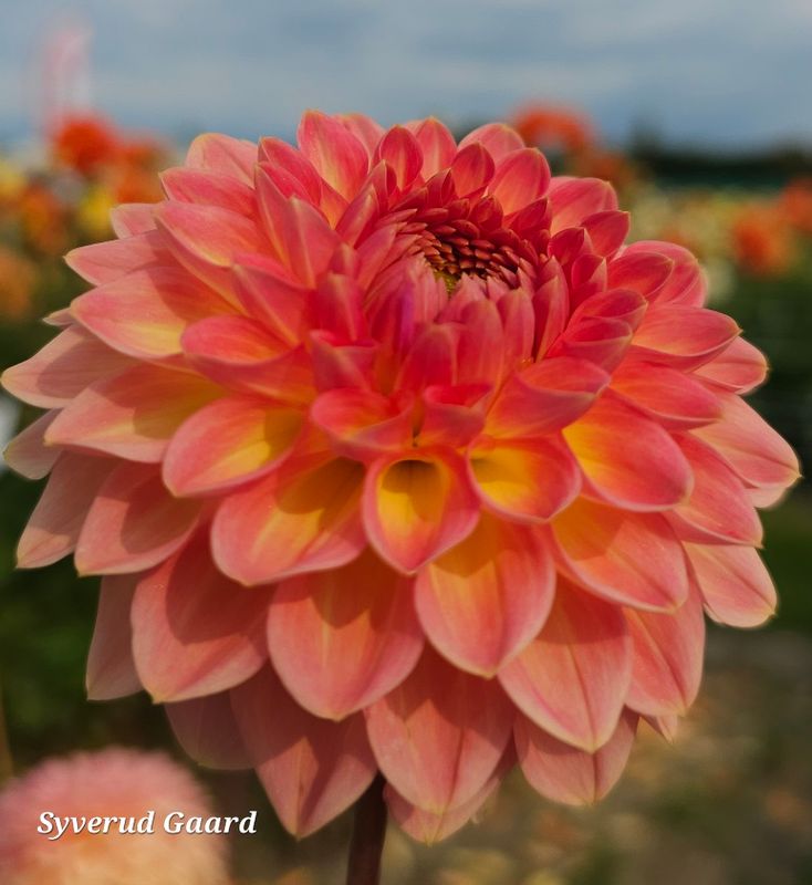 Dahlia Hillcrest Suffusion 
