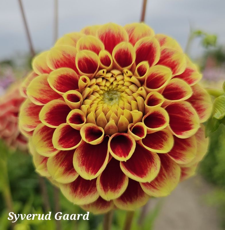 Dahlia Jowey Hubert 