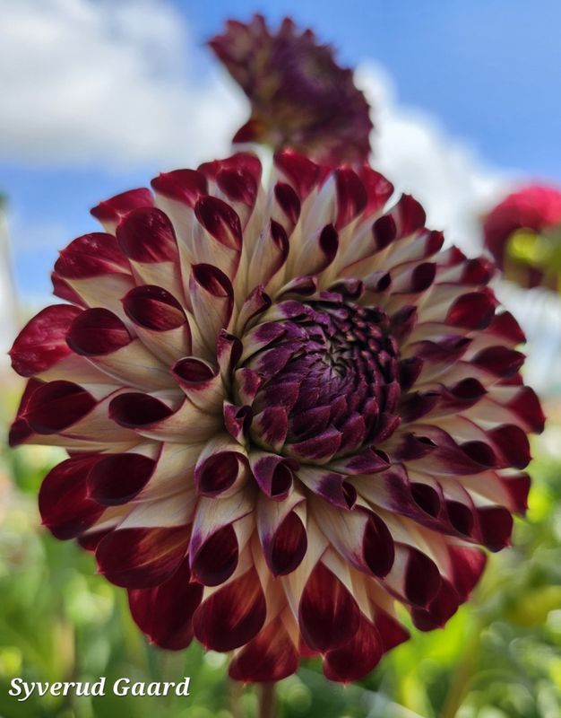 Dahlia Jowey Joshua 