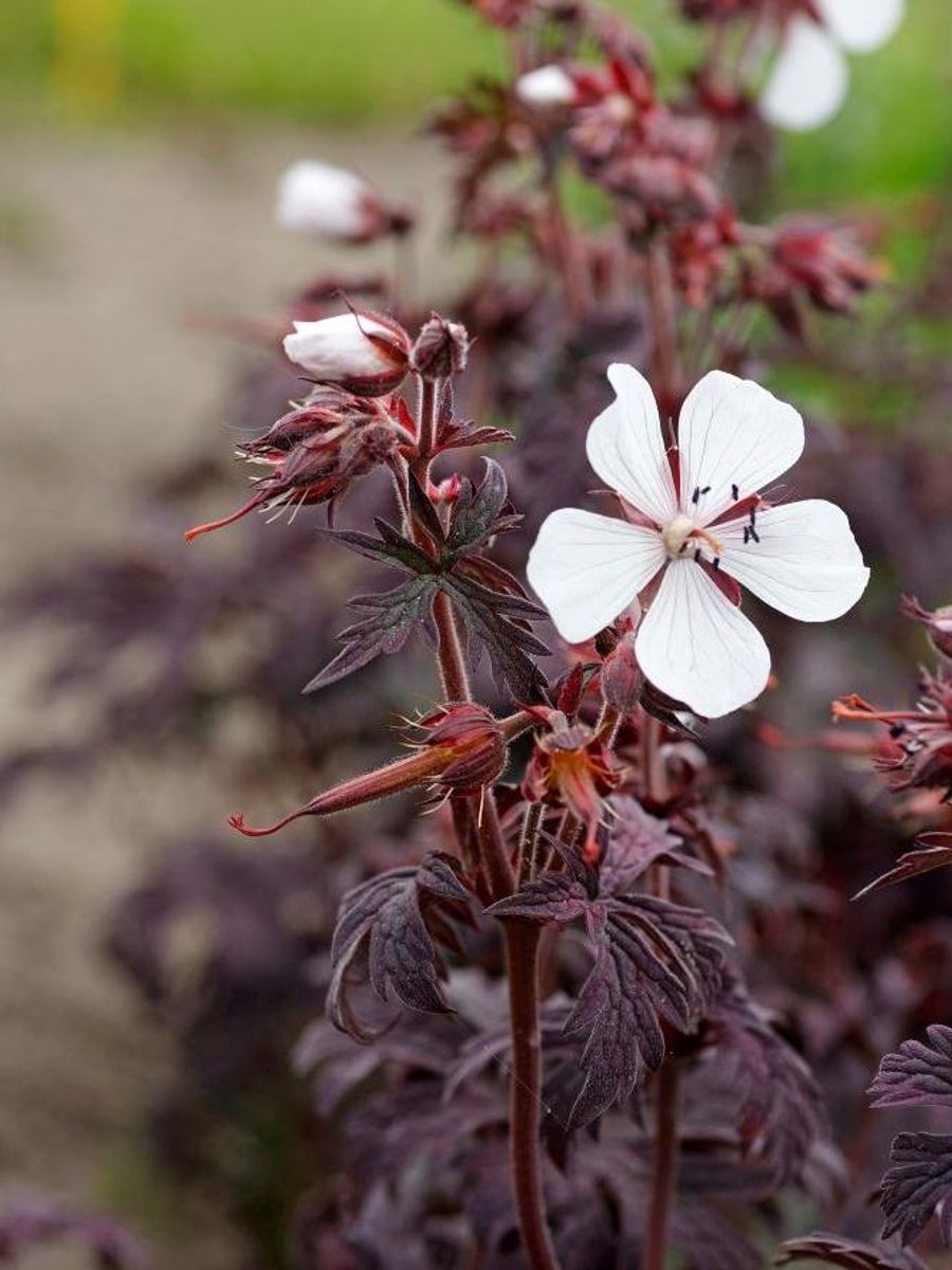 Geranium pratense Midnight Ghost 1 stykk  Nyhet