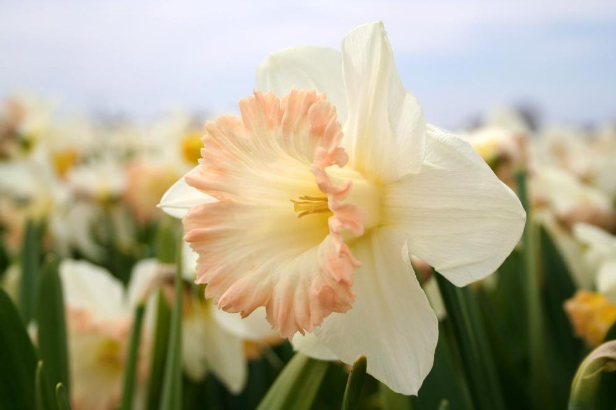 Narcissus British Gamble 5 stykk