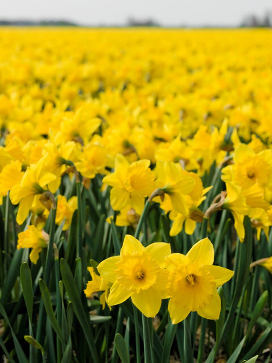 Narcissus Carlton 5 stykk Nyhet