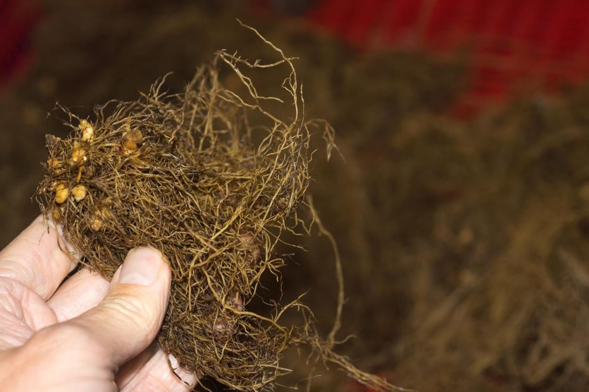 Epimedium Niveum 1 stykk Nyhet